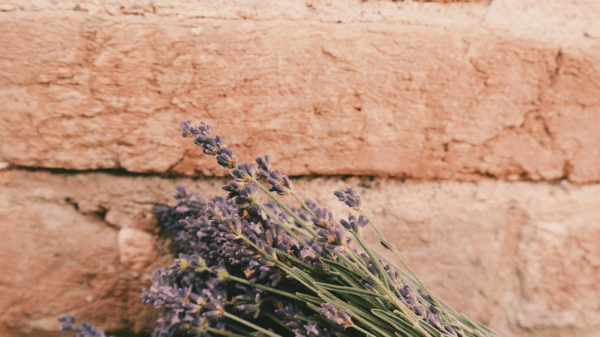A bundle of lavender on a red brick background