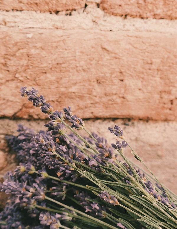 A bundle of lavender on a red brick background