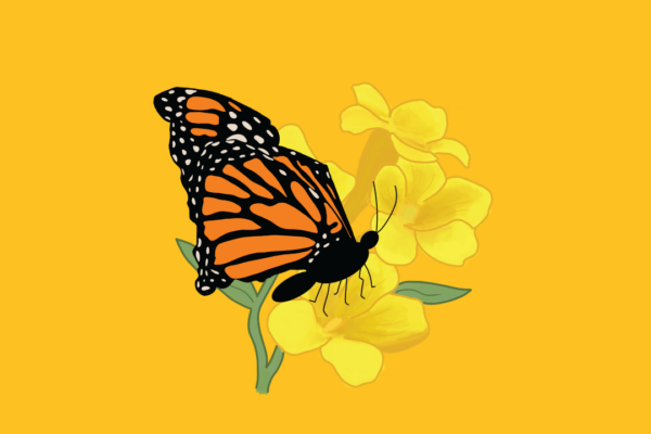 Graphic of a monarch butterfly perched on a yellow jessamine flower