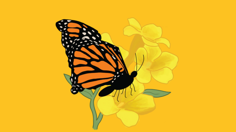 Graphic of a monarch butterfly perched on a yellow jessamine flower